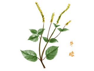 药厂实习工作总结