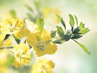 情人节短句唯美话（情人节唯美的话）