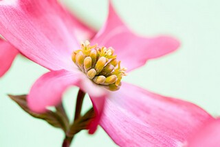 简短感恩节语录（感恩节短句）