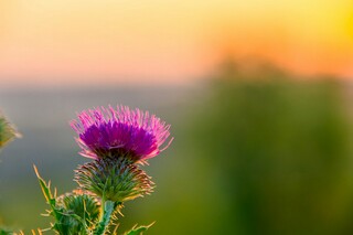 宝葫芦的秘密读后感350字（宝葫芦的秘密读后感350字左右）