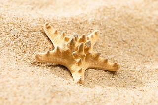 咏柳是谁写的诗（咏柳 是谁写的）