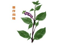 公司班子述职述廉报告