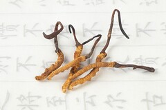 我收获了知识作文500字