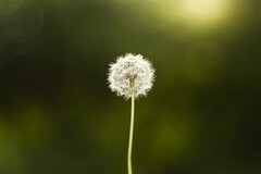 辞旧迎新的诗句古诗_辞旧迎新的经典诗句