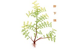 单位委托函(单位委托招聘的函)