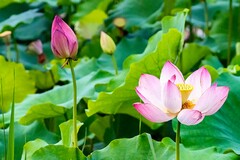 六一儿童节结束语主持词(六一儿童节结束语主持词小学生)