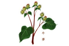 七夕情人节活动策划方案模板视频